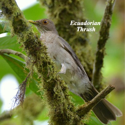 Ecuadorian Thrush